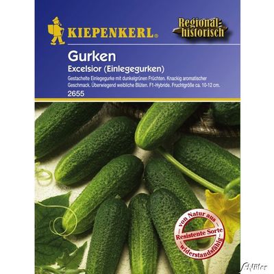 Gurke ´Excelsior F1´ von Garten Schlüter auf blumen.de