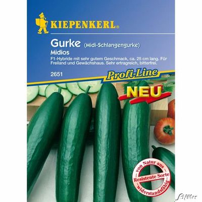 Gurke (Midi-Schlangengurke) ´Midios´ von Garten Schlüter auf blumen.de