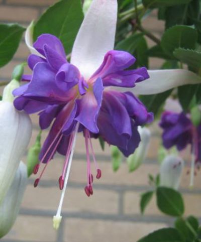 Hängende Fuchsie 'Blue Angel' von Bakker auf blumen.de