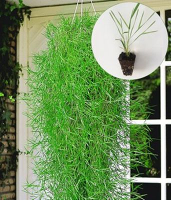 Hängender Bambus  von BALDUR-Garten auf blumen.de