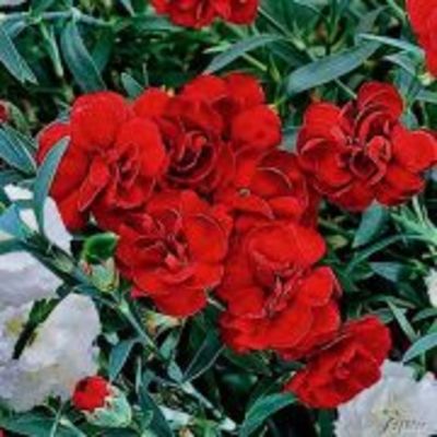 Hängenelke 'Balkonfeuer' (rot) - 3 Stück von Garten Schlüter auf blumen.de