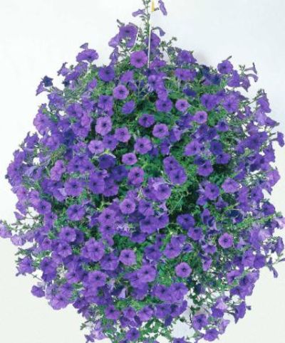 Hängepetunie Wave® 'Fortunia Blue' von Bakker auf blumen.de