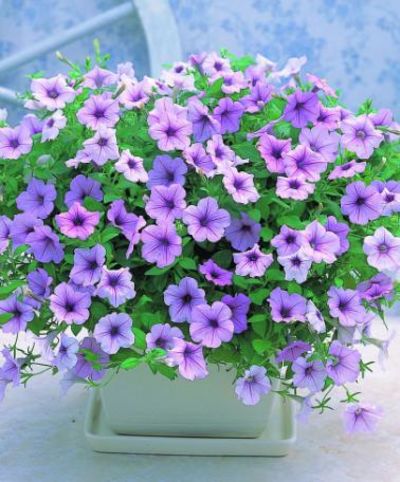 Hängepetunie Wave® 'Fortunia Lila' von Bakker auf blumen.de