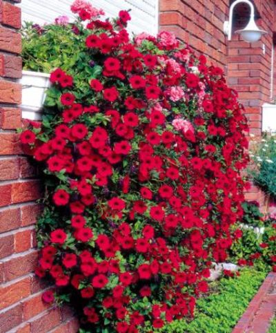 Hängepetunie Wave® 'Fortunia Red' von Bakker auf blumen.de