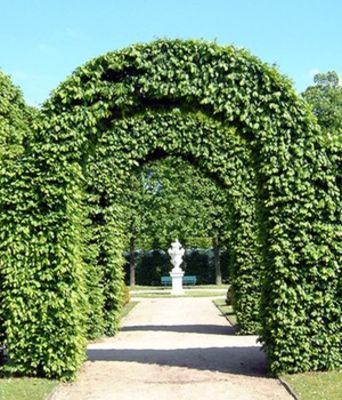 Hainbuche von BALDUR-Garten auf blumen.de