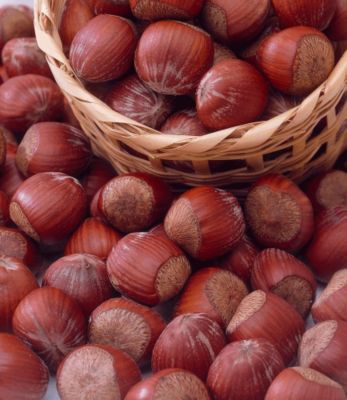 Haselnuss Rote Zellernuss von GartenXXL auf blumen.de