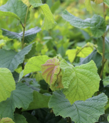 Haselnussstrauch Waldhasel von Nr-01 Pflanzenversand auf blumen.de