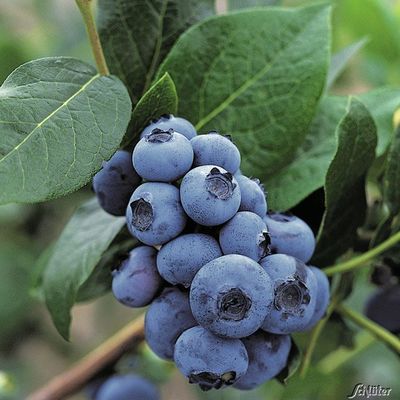 Heidelbeere ´Bluecrop´ von Garten Schlüter auf blumen.de