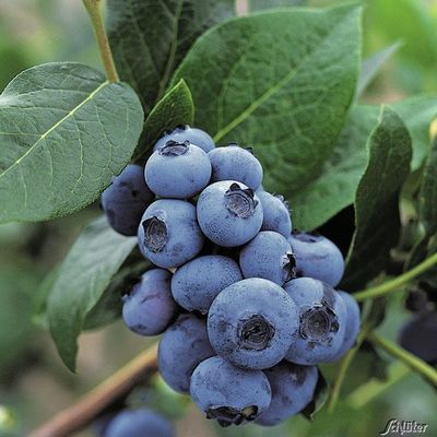 Heidelbeere ´Bluecrop´ von Garten Schlüter auf blumen.de