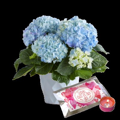 Hellblaue Hortensie von Blume2000.de auf blumen.de