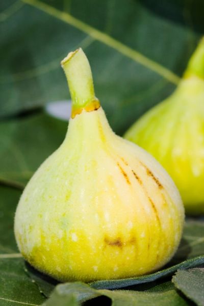 Helle  Feige  von Der Palmenmann auf blumen.de