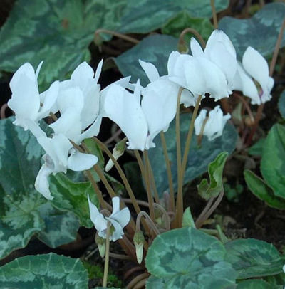 Herbst Alpenveilchen Perlenteppich von Nr-01 Pflanzenversand auf blumen.de