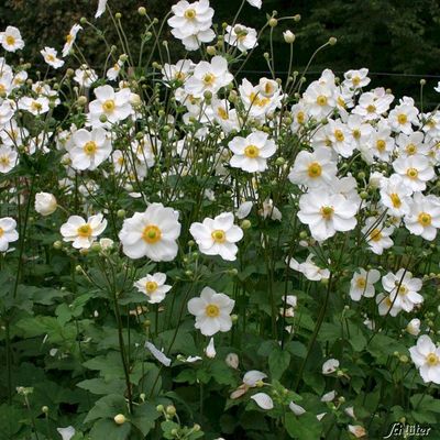 Herbst-Anemone ´Honorine Jobert´ von Garten Schlüter auf blumen.de