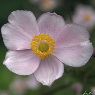 Herbst-Anemone ´Ouvertüre´ von Garten Schlüter auf blumen.de