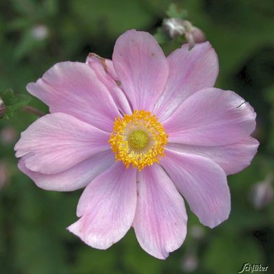 Herbst-Anemone ´Serenade´ von Garten Schlüter auf blumen.de