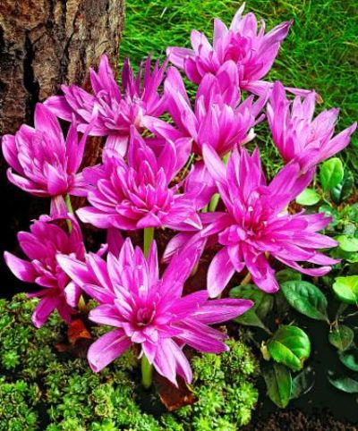 Herbstzeitlose 'Waterlily' von Bakker auf blumen.de