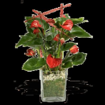 Herzlich  von Fleurop auf blumen.de