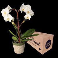 Herzorchidee  von Blume Ideal auf blumen.de
