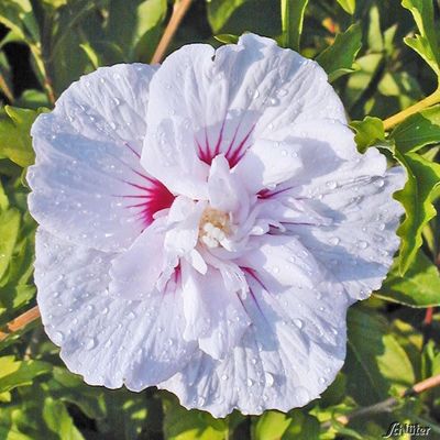 Hibiscus ´China Chiffon®´ von Garten Schlüter auf blumen.de