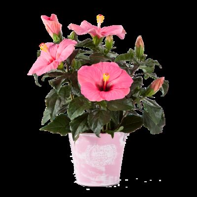 Hibiskus Busch in Pink  von Blume2000.de auf blumen.de