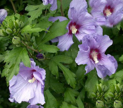 Hibiskus / Garteneibisch `Blue Bird` von Pflanzenwelt Biermann auf blumen.de