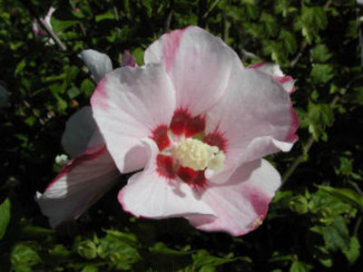 Hibiskus / Garteneibisch `Mathilda` von Pflanzenwelt Biermann auf blumen.de