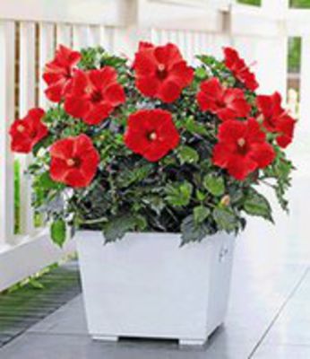 Hibiskus ´Roter Alex´ von BALDUR-Garten auf blumen.de