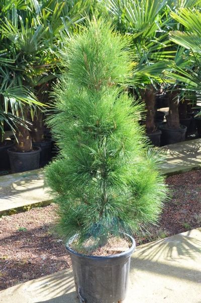 Himalaja Kiefer - Pinus wallichiana von Der Palmenmann auf blumen.de