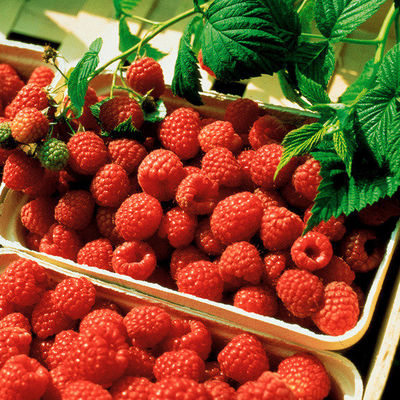 Himbeere Schönemann von Gärtner Pötschke auf blumen.de