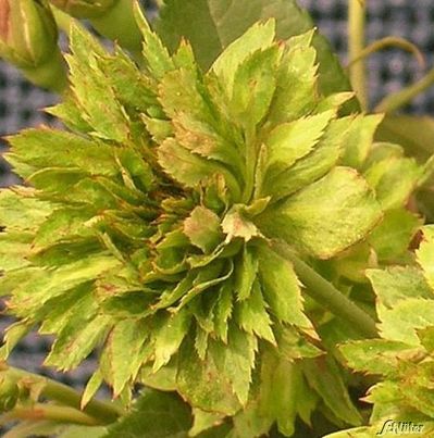 Historische Beetrose ´Grüne Rose´ von Garten Schlüter auf blumen.de