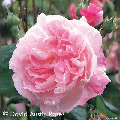 Historische Rose Fantin Latour von Garten Schlüter auf blumen.de