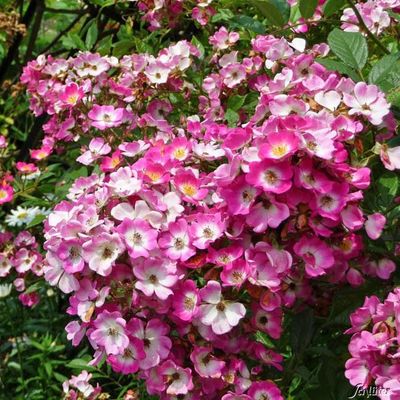 Historische Strauchrose ´Mozart®´ von Garten Schlüter auf blumen.de