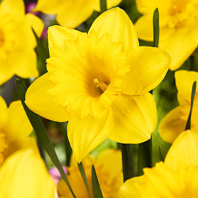 Holländischer Trompetenmeister von Gärtner Pötschke auf blumen.de