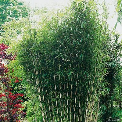 Horstbildender Bambus von Garten Schlüter auf blumen.de