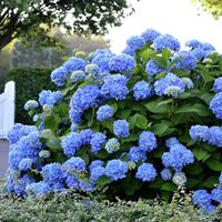 Hortensie Endless Summer®  von Gärtner Pötschke auf blumen.de