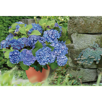 Hortensie »Forever & Ever: Packshot Blue« von hagebau auf blumen.de