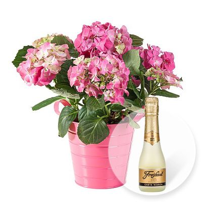 Hortensie im Topf und Freixenet Semi Seco von Valentins auf blumen.de