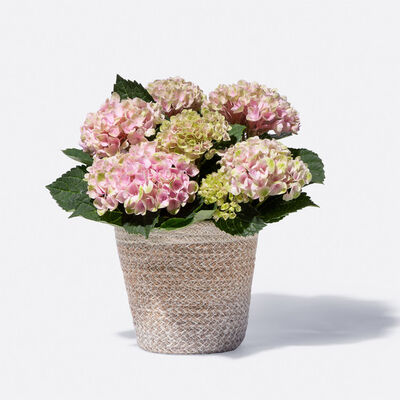 Hortensie Magical Revolution®  von Blume2000.de auf blumen.de