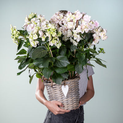 Hortensienbusch in Weiß  von Blume2000.de auf blumen.de