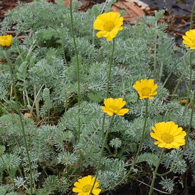 Hundskamille gelb von Nr-01 Pflanzenversand auf blumen.de