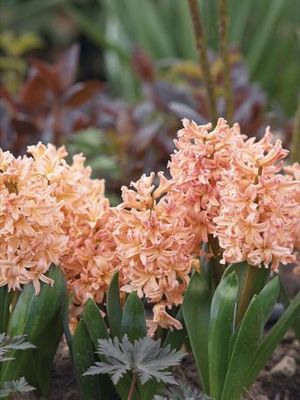 Hyazinthen 'Gipsy Queen' von Bakker auf blumen.de