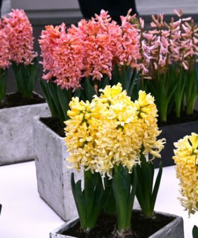 Hyazinthen 'Yellow Queen' von Bakker auf blumen.de