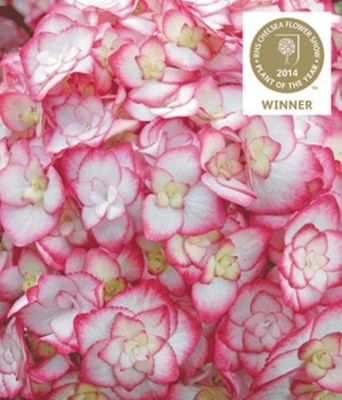 Hydrangea ´Miss Saori´ von BALDUR-Garten auf blumen.de