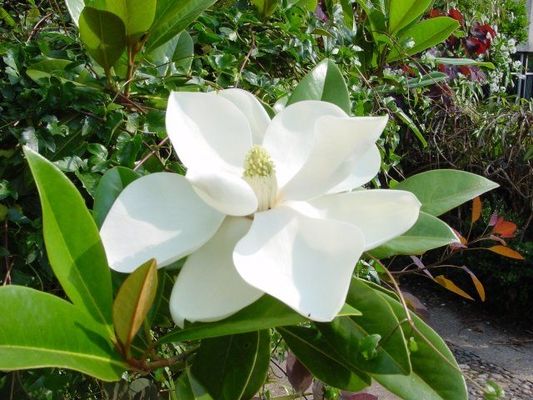 Immergrüne Magnolia grandiflora von Der Palmenmann auf blumen.de