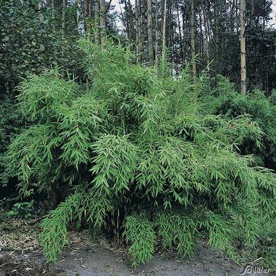 Immergrüner Bambus von Garten Schlüter auf blumen.de