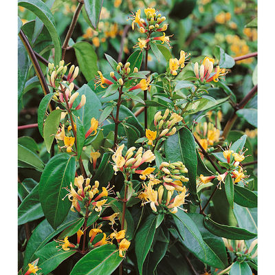 Immergrünes Geißblatt (2 Pfl.) von hagebau auf blumen.de