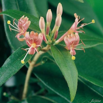 Immergrünes Geißblatt von Garten Schlüter auf blumen.de