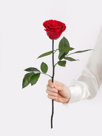 Infinity Rose von Fleurop auf blumen.de