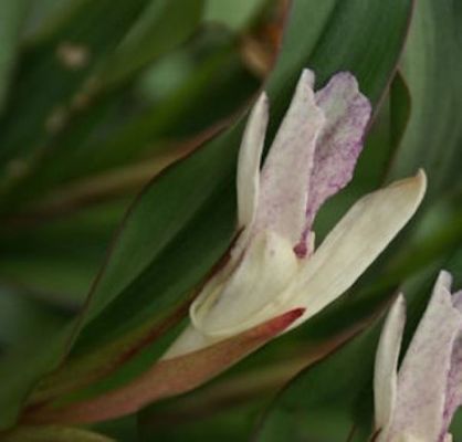 Orchideen-Ingwer bengalischer Ingwer wunderschön 