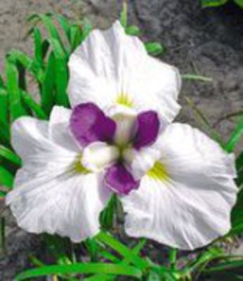 Iris ´Fortune´ von BALDUR-Garten auf blumen.de